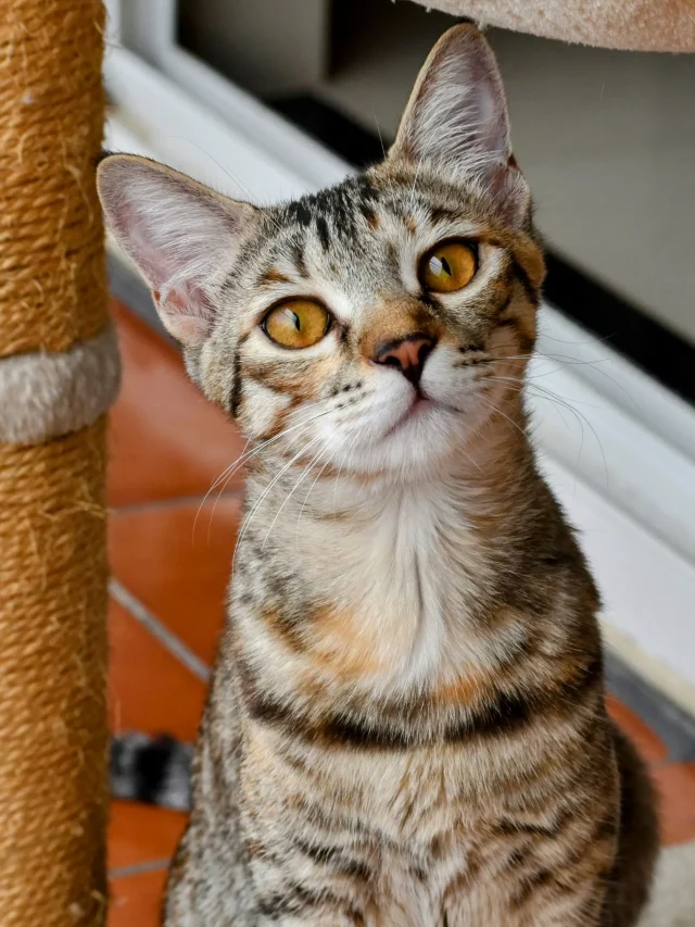 5 uncommon cat facts!